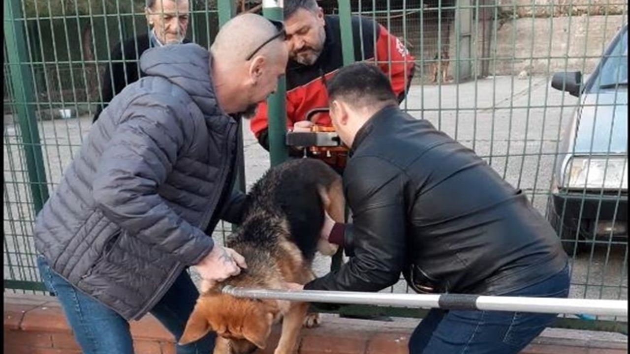 Demir çitlere sıkışan köpeği itfaiye kurtardı