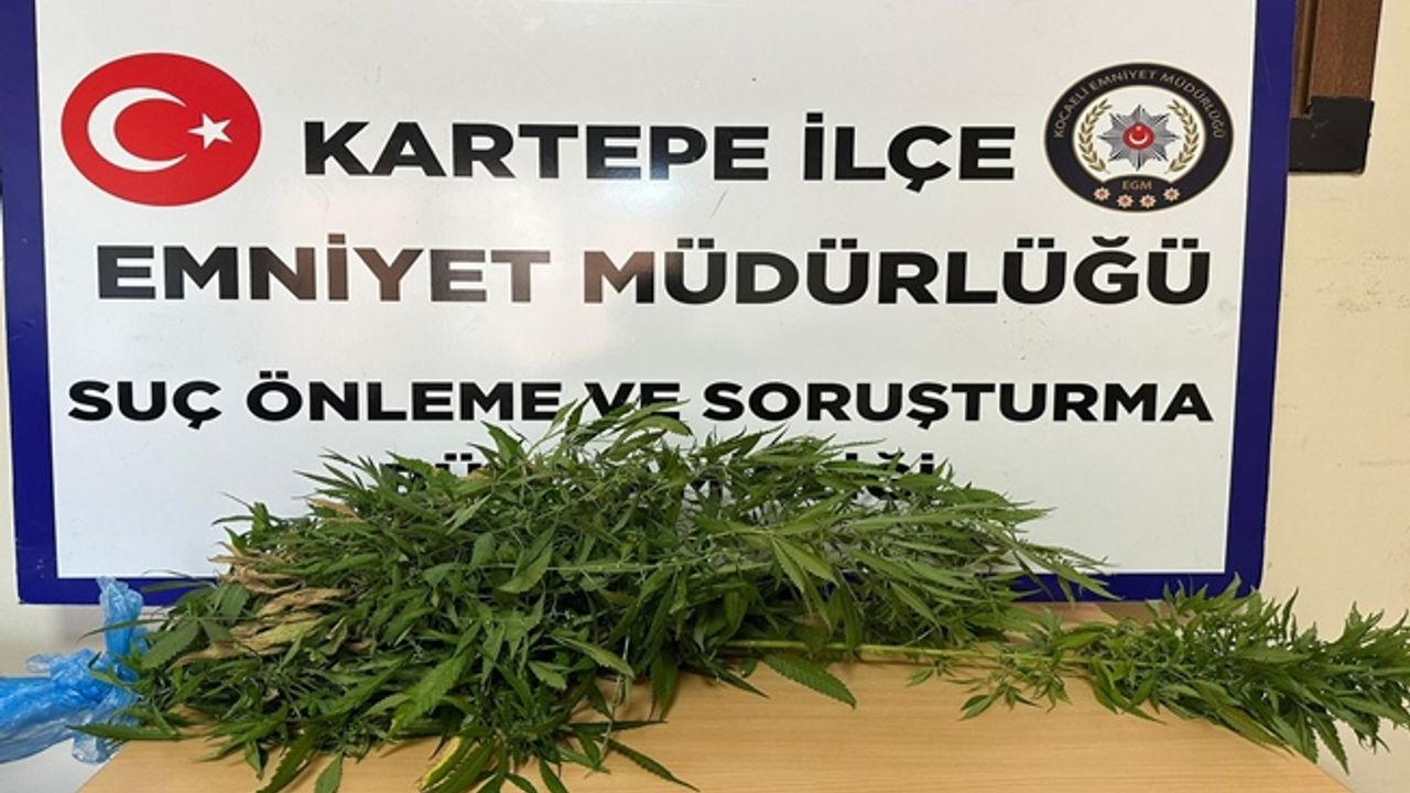 Kartepe'de bir evde hint keneviri ele geçirildi!