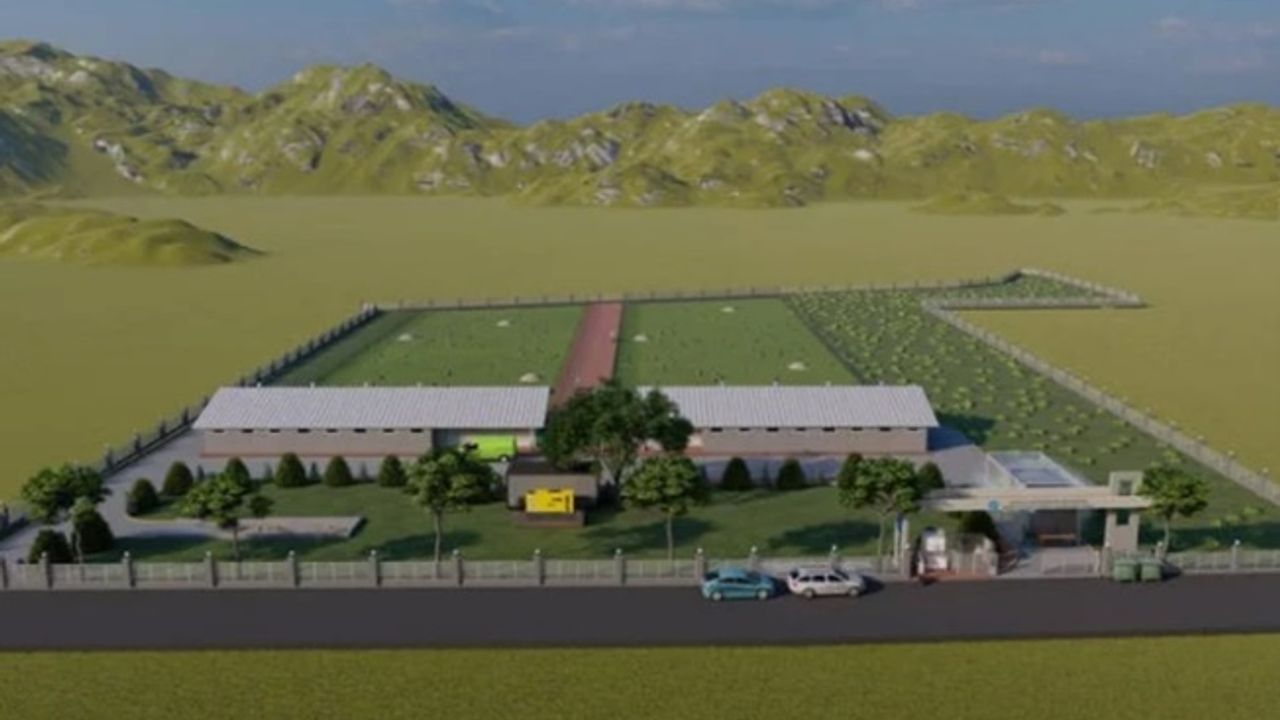 Bu çiftlikte tavuklara her şey serbest