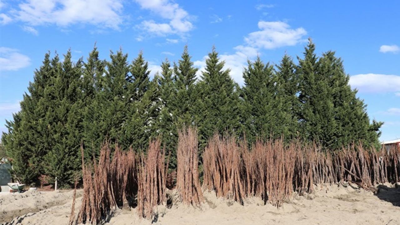 Büyükşehir’den yüzde 50 hibeli meyve fidanı