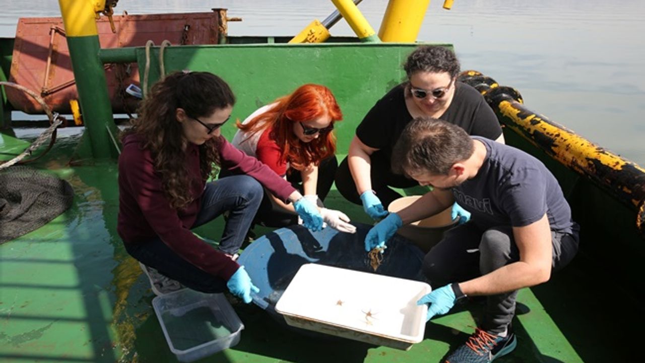 İzmit Körfezi’nde biyoçeşitlilik araştırması sürüyor