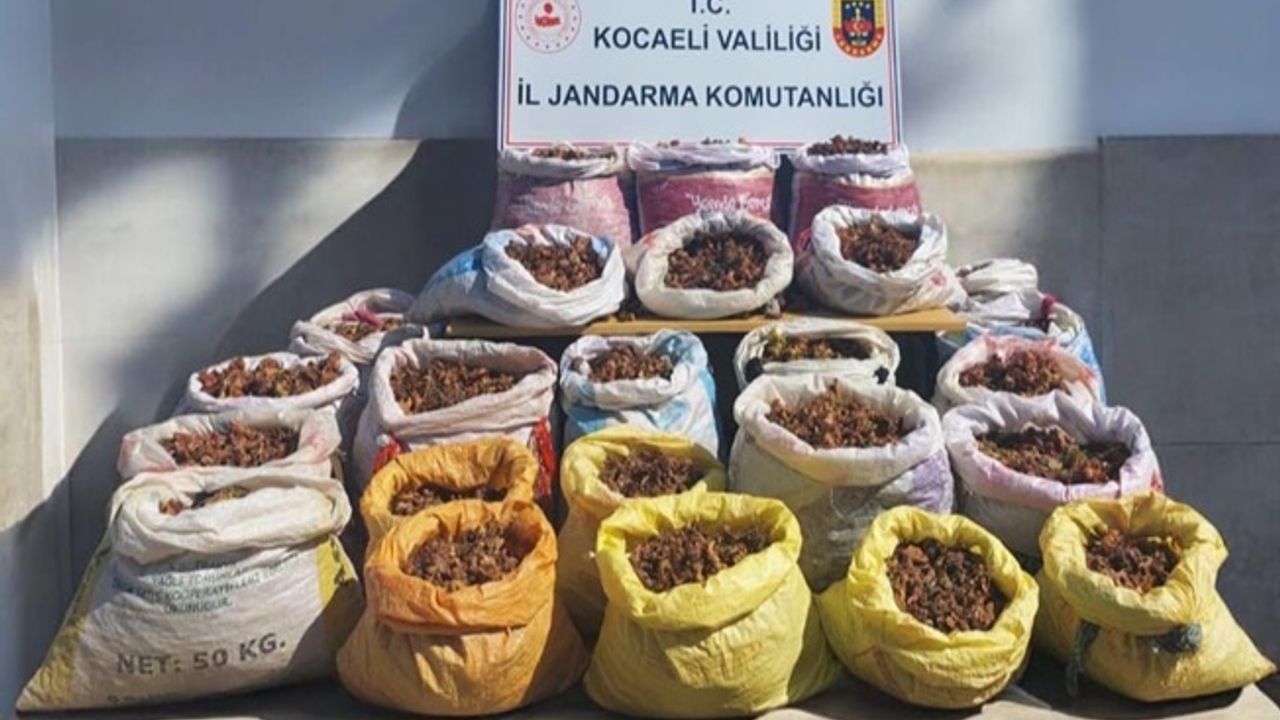 Çuvallar dolusu fındık çalan hırsızlar yakalandı!