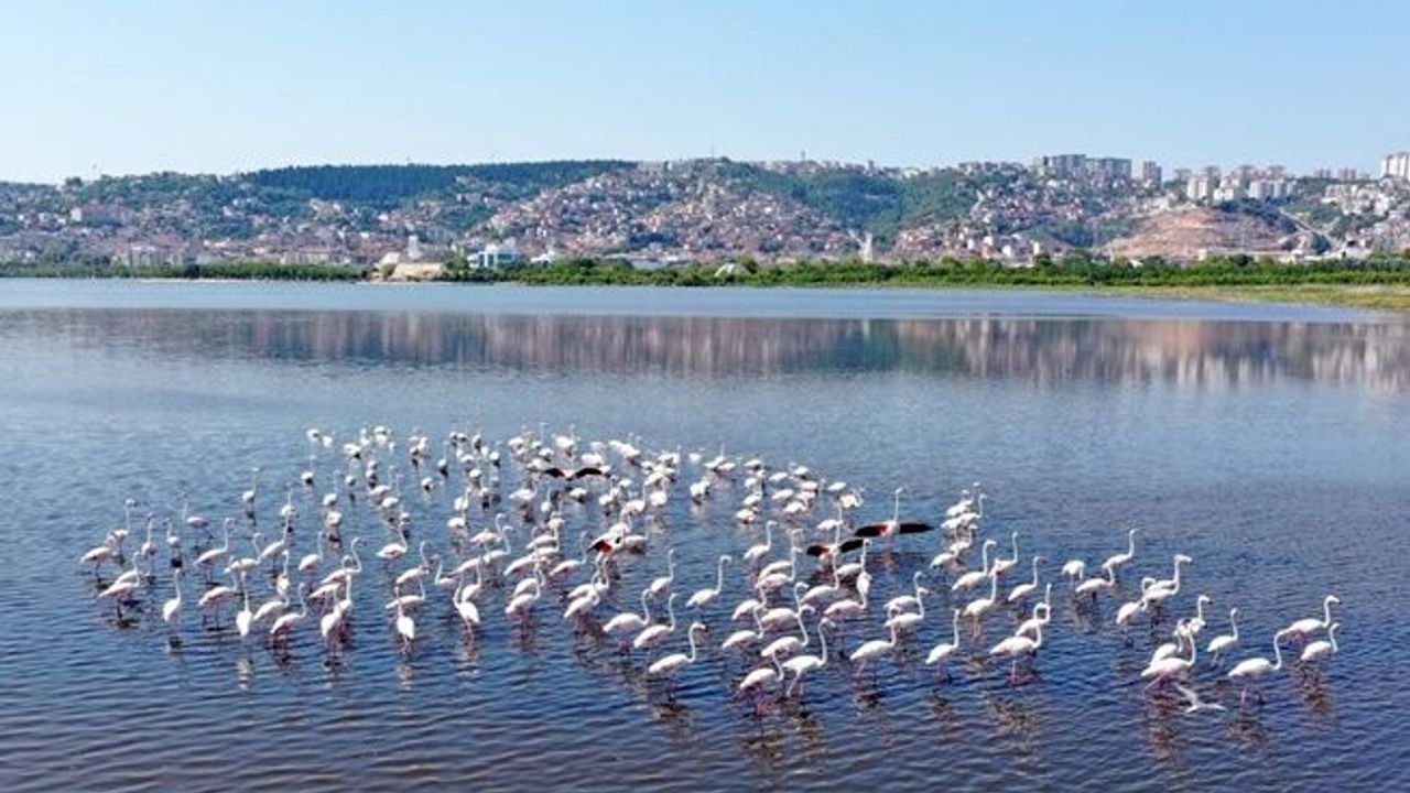 İzmit Körfezi’nin pembe süsleri geldi