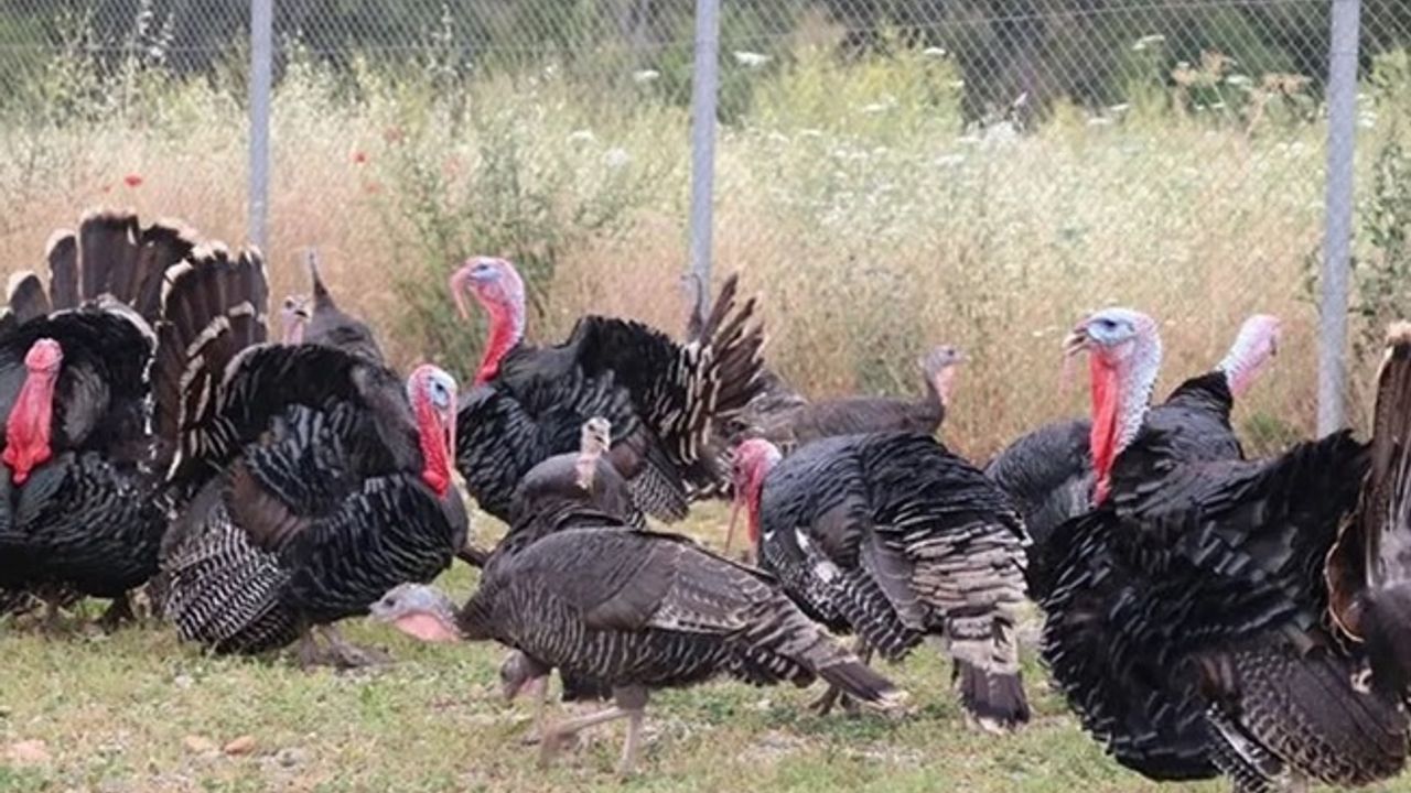 Hindi eti üretimi 8 ayda yüzde 17,1 arttı