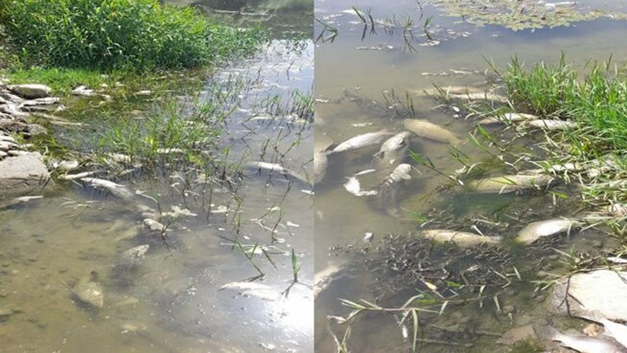 Bursa ovasını  besleyen Nilüfer Çayı zehir saçıyor