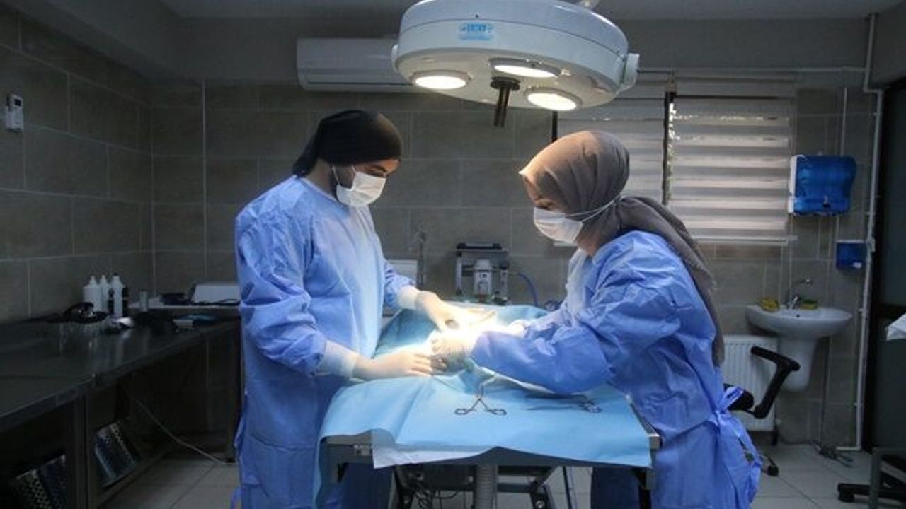 Büyükşehir patili dostlara sahip çıkıyor