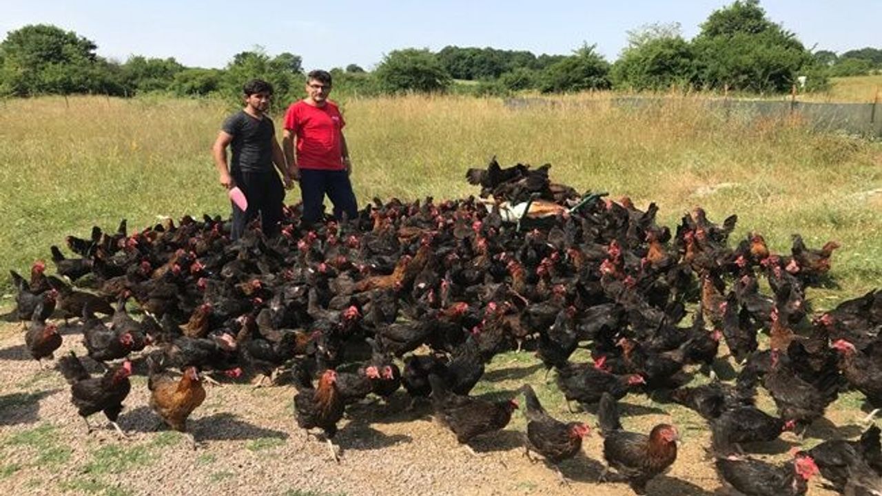 Üreticiye yüzde 50 hibeli yumurta tavuğu desteği