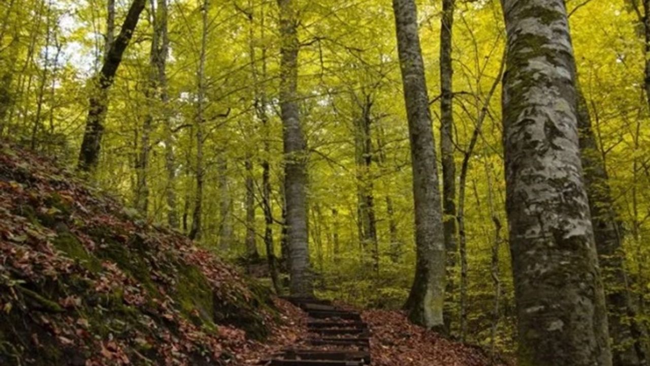 47 ilde ormanlara girişler yasaklandı