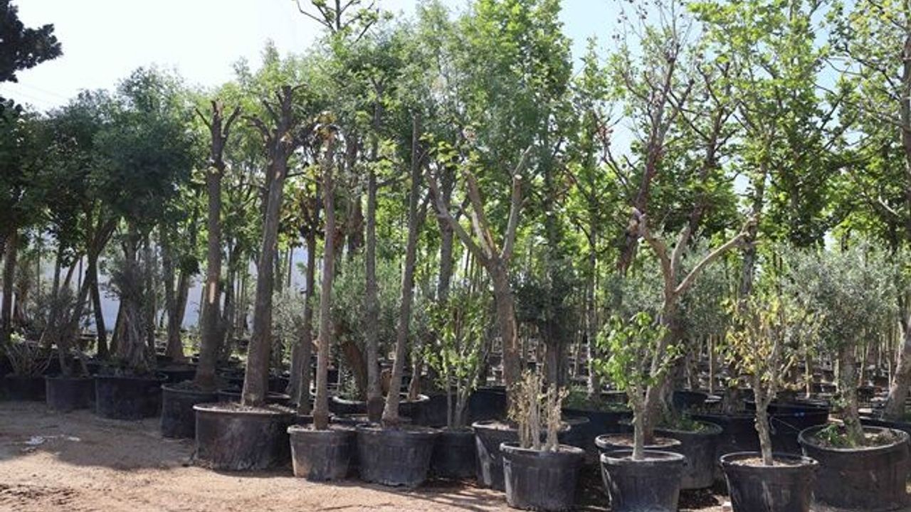 Büyükşehir, Başiskele Kavşağı Projesi’nde ağaçlara sahip çıkıyor;