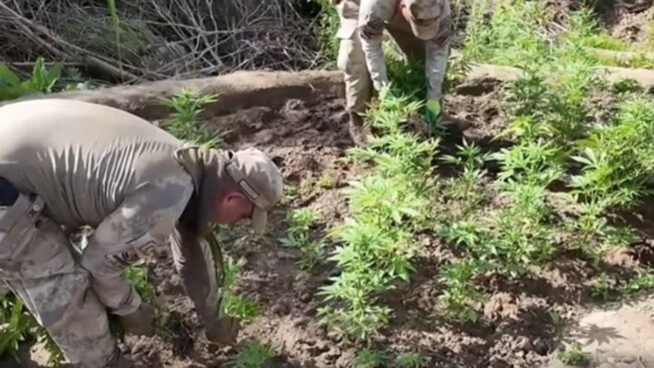 Jandarma'dan dev operasyon! 12,5 milyon liralık kenevir yakalandı