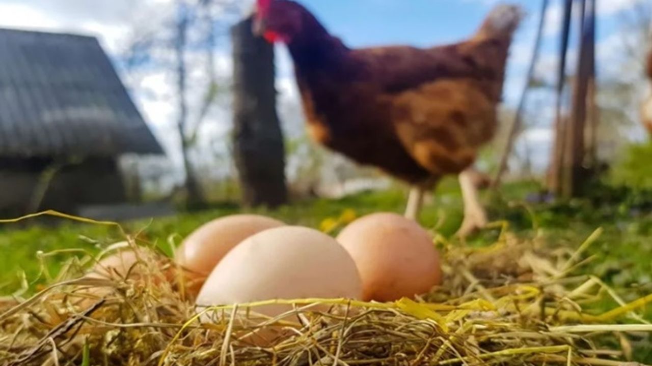 Tavuk eti üretimi arttı, yumurta üretimi düştü