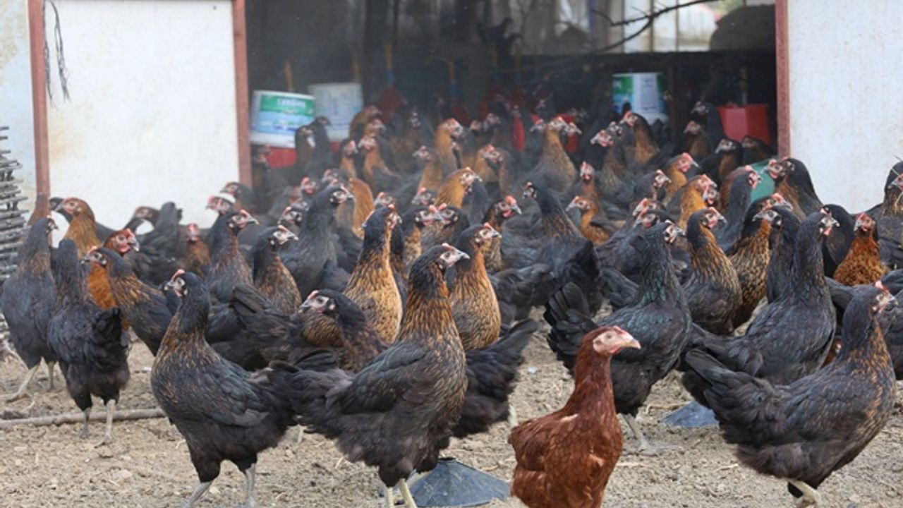 Büyükşehir, yüzde 50 hibeli 16 bin tavuk dağıttı
