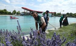 Kayseri'de 160 bin lavantanın hasadına başladı