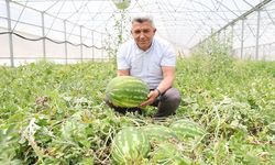 Kandıra Karpuzu’nda Hasat Şöleni Başladı!