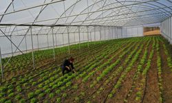 Büyükşehir’den çiftçilere modern sera desteği