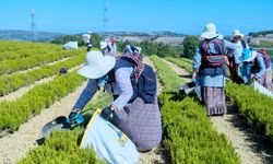 Kocaeli'de 1.140 dekarlık alanda biberiye zamanı