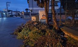 Darıca Belediyesi: Fırtınadan Kalan Ağaçları Kim Toplayacak?