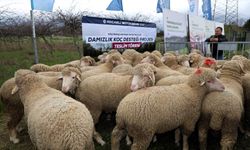 Büyükşehir’den hayvancılığa damızlık koç desteği