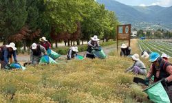 TABİP projesinde 41 tür bitkinin hasadı yapıldı