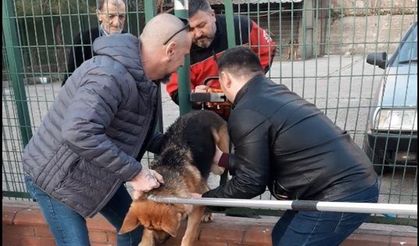 Demir çitlere sıkışan köpeği itfaiye kurtardı