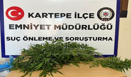 Kartepe'de bir evde hint keneviri ele geçirildi!