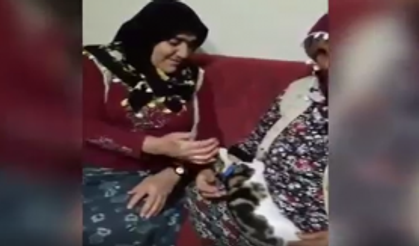 Hunharca Kedi Seven Teyzeler,Kedi Kendinden Geçiyor