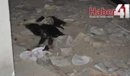 Ölüme Terkedilen Köpekler Kurtarıldı