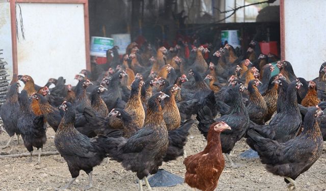 Büyükşehir, yüzde 50 hibeli 16 bin tavuk dağıttı