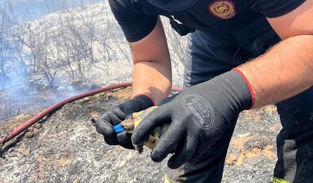 Kocaeli İtfaiyesi’nin kaplumbağaya uzattığı su yürekleri ısıttı