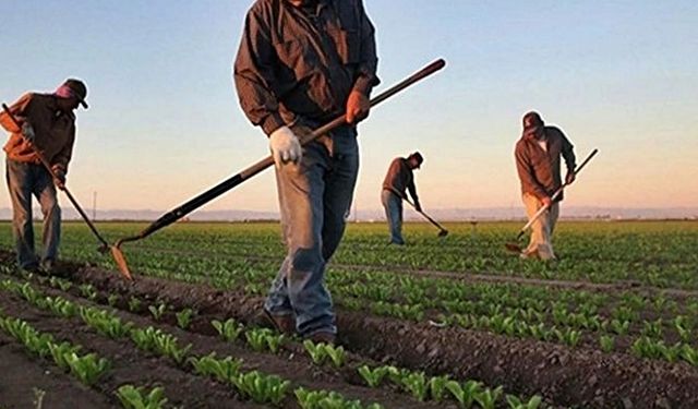 Zirai dondan zarar gören çiftçilere devlet desteği geliyor