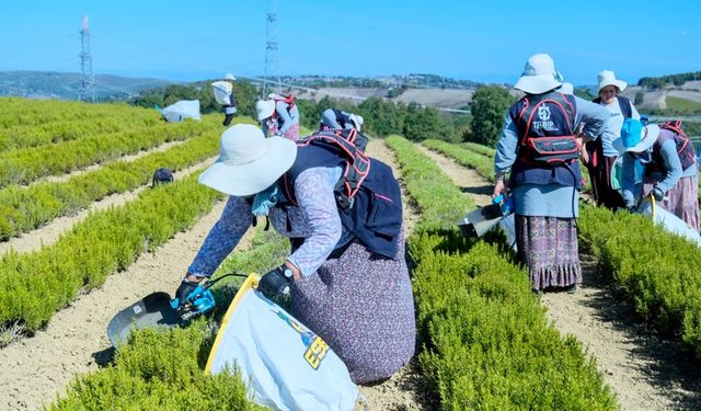 Kocaeli'de 1.140 dekarlık alanda biberiye zamanı