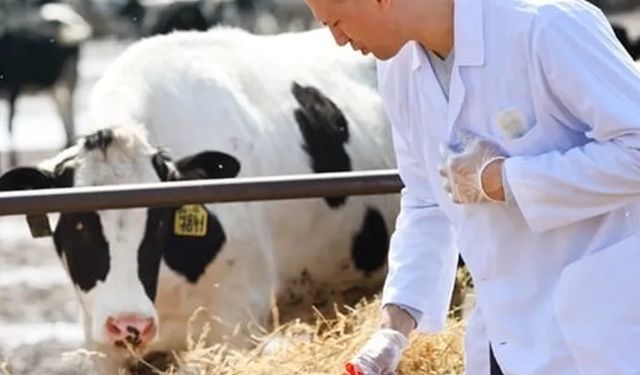 Veteriner harcamaları yine zirvede!