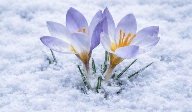 Keltepe Çiğdemi büyüledi