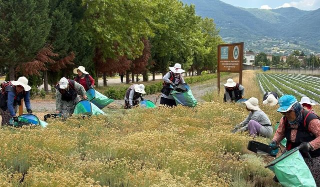 TABİP projesinde 41 tür bitkinin hasadı yapıldı