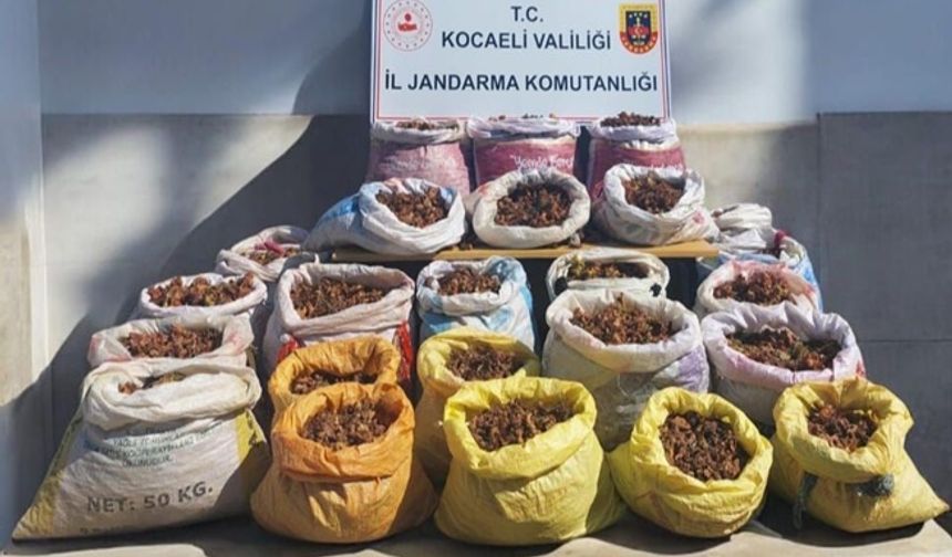 Çuvallar dolusu fındık çalan hırsızlar yakalandı!