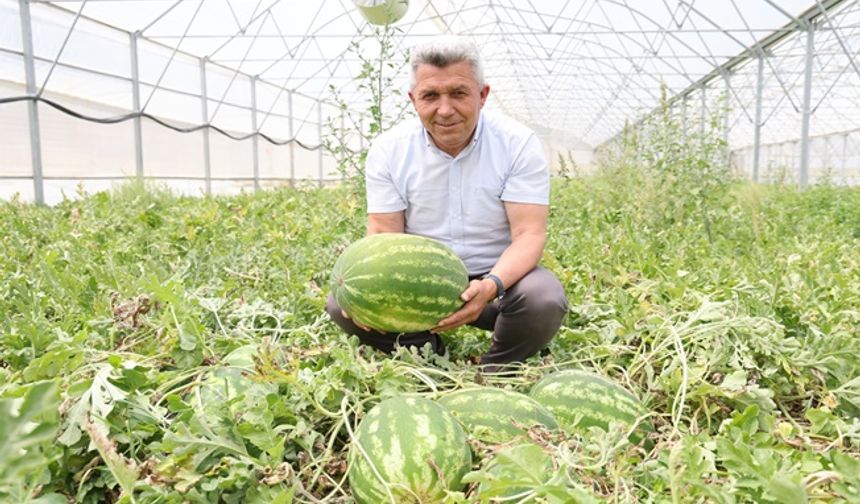Kandıra Karpuzu’nda Hasat Şöleni Başladı!