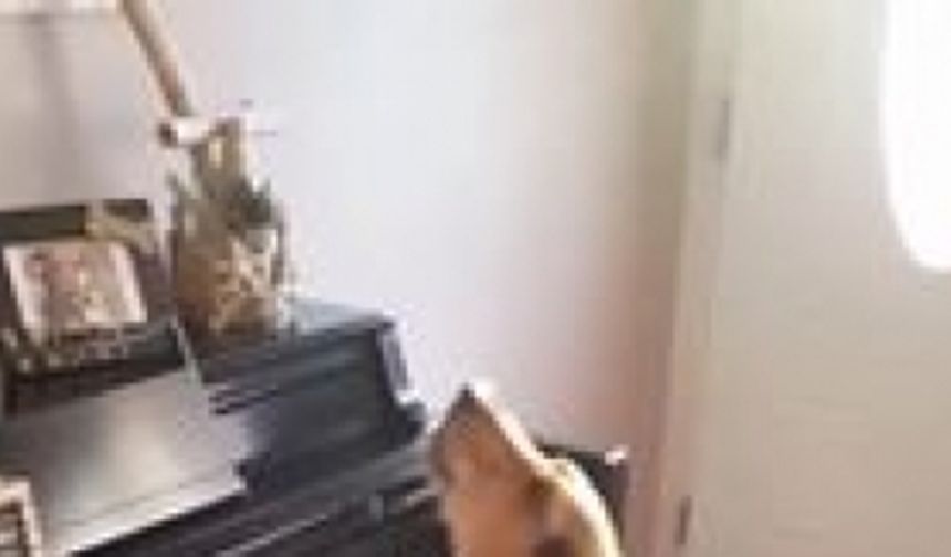 Yetenekli Köpeğin Piyano Resitali...
