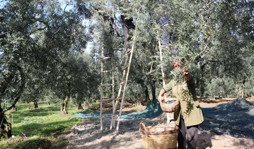 Zeytin alım fiyatları açıklandı!