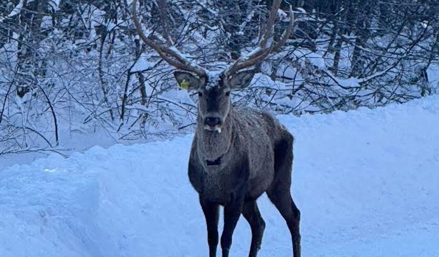 Karla kaplı Kuzuyayla’da kızıl geyik görüntülendi
