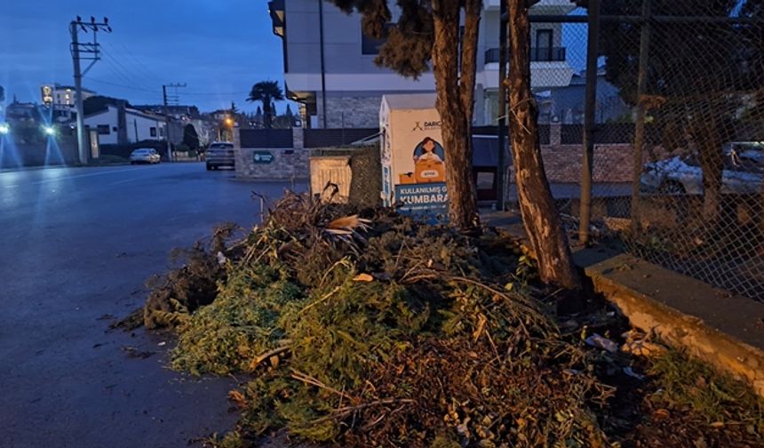 Darıca Belediyesi: Fırtınadan Kalan Ağaçları Kim Toplayacak?