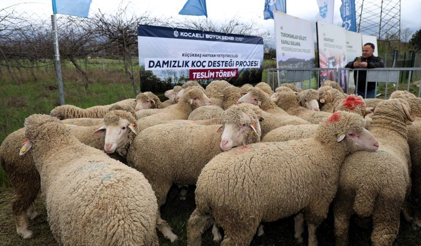 Büyükşehir’den hayvancılığa damızlık koç desteği